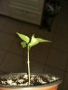 IMG_20170313_195841.jpg