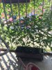 Welche chilis?.JPG