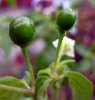 notparvifolium3.jpg