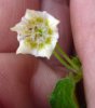 notparvifolium2.jpg