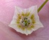 notparvifolium1.jpg