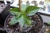 DSC04698.JPG