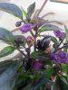 20170604_154806.jpg