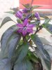 20170604_154917.jpg