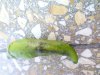 DSC00095.jpg