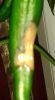 Chili.png