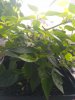 IMG_20170522_155652.jpg