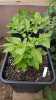 20170609_105126.jpg 20170609_105126.jpg