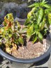 IMG_20170611_133333.jpg