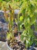 IMG_20170611_133353.jpg