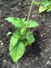 2017-06-13 20.31.45.jpg