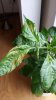 20170617_082938.jpg