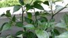 20170617_095420.jpg 20170617_095420.jpg
