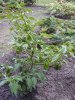 Bild 1 - Habanero 1.JPG