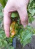 Bild 2 - Habanero 2.JPG