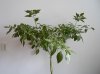 Bild 4 - Bhut Jolokia Choco.JPG