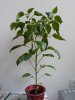Bild 6 - Peperoncino.JPG
