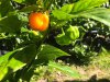 IMG_1175.jpg