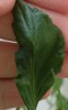 Bhut 1.JPG