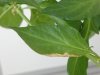 Bhut 3.JPG