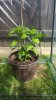 IMG-20170622-WA0023.jpeg