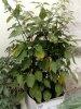 IMG_20170705_100424.jpg