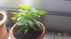 20170708_150517.jpg