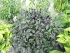 DSC00248.JPG
