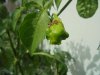 DSC00249.JPG