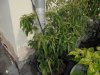 DSC00251.JPG