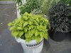 DSC00252.JPG