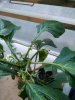 IMG_20170718_211840.jpg