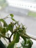 IMG_20170718_211730.jpg