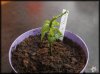 White Rocoto.JPG