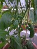IMG_20170804_205817.jpg