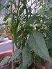 IMG_20170804_205811.jpg