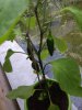 IMG_20170804_205757.jpg