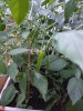 IMG_20170804_205711.jpg
