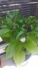 20170814_131255.jpg