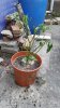 IMG-20170810-WA0005.jpeg