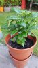 IMG-20170810-WA0007.jpeg