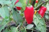 Chili 2017 003.JPG