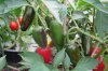 Chili 2017 004.JPG