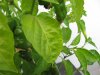k-IMG_1983.JPG