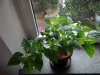 DSC01670.JPG