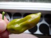 DSC01676.JPG