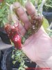 46_237_chili_frucht_01_12_2017_ok.jpg