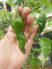 46_237_chili_frucht_29_10_2017_ok.jpg