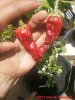 46_237_chili_frucht_10_12_2017_ok.jpg