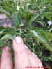 32_malagueta_frucht_21_10_2017_ok.jpg
